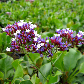 Sea Lavender - Limonium perezii