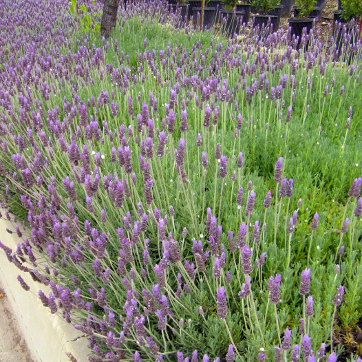 Spanish Lavender  - Lavandula stoechas 'Otto Quast'