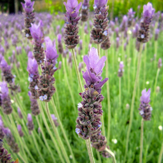 Spanish Lavender  - Lavandula stoechas 'Otto Quast'