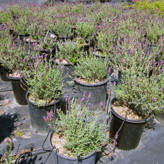 Spanish Lavender  - Lavandula stoechas 'Otto Quast'