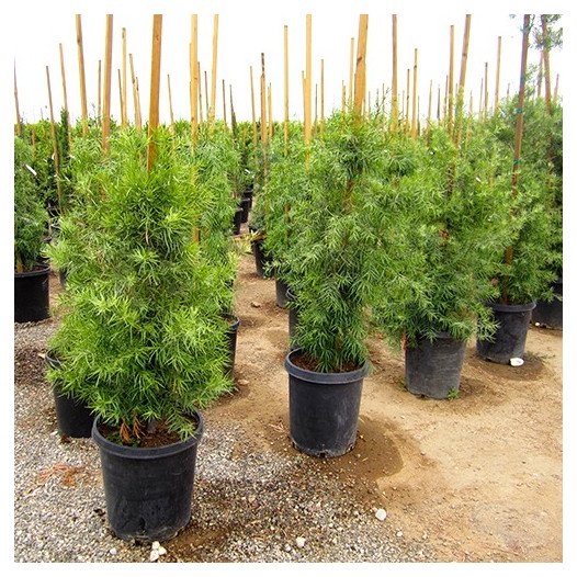 Fern Pine - Podocarpus Gracilior