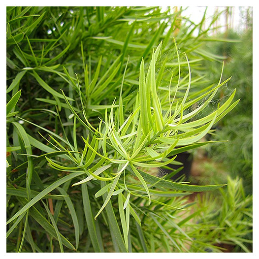 Fern Pine  - Podocarpus Gracilior