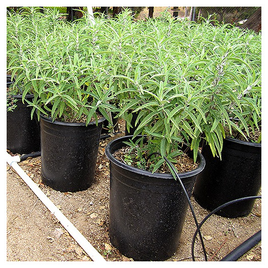 Midnight Mexican Sage - Salvia leucantha 'Midnight'