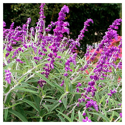 Midnight Mexican Sage - Salvia leucantha 'Midnight'