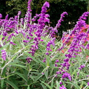 Midnight Mexican Sage - Salvia leucantha 'Midnight'