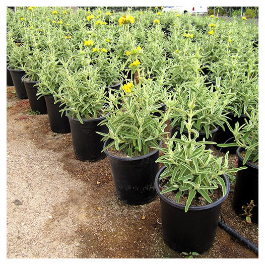 Jerusalem Sage  - Phlomis fruticosa