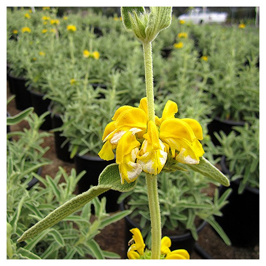 Jerusalem Sage  - Phlomis fruticosa