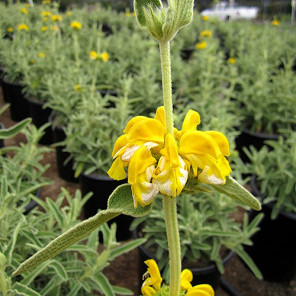 Jerusalem Sage - Phlomis fruticosa