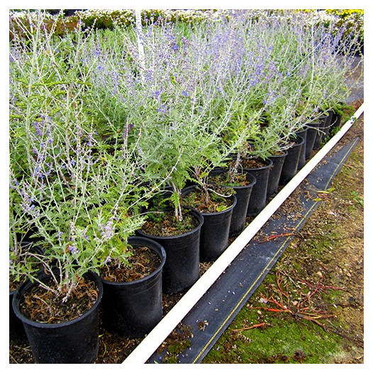 Russian Sage  - Perovskia Atriplicifolia 'Blue Spirs'