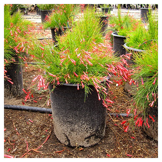 Coral Plant  - Russelia equisetiformis