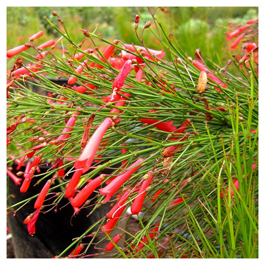 Coral Plant  - Russelia equisetiformis