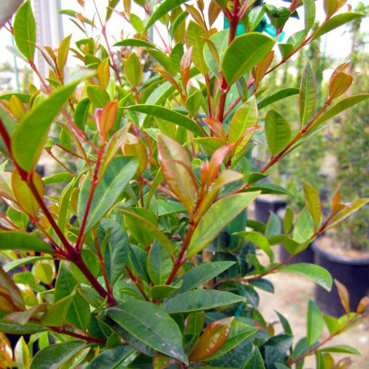 Australian Brush Cherry  - Eugenia paniculata (myrtifolia)