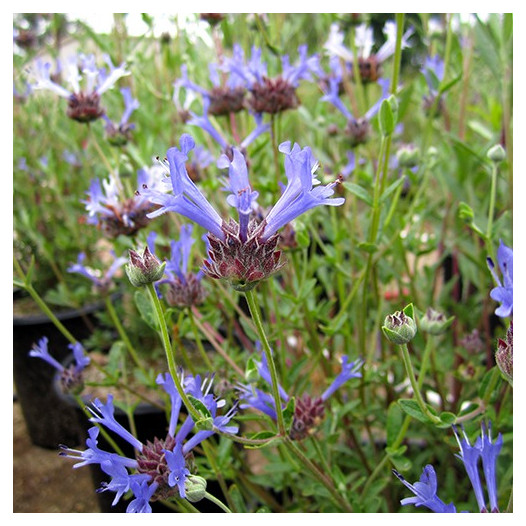 Blue Sage  - Salvia clevelandii 'Winifred Gilman'