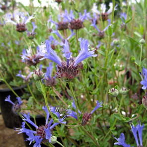 Blue Sage - Salvia clevelandii 'Winifred Gilman'