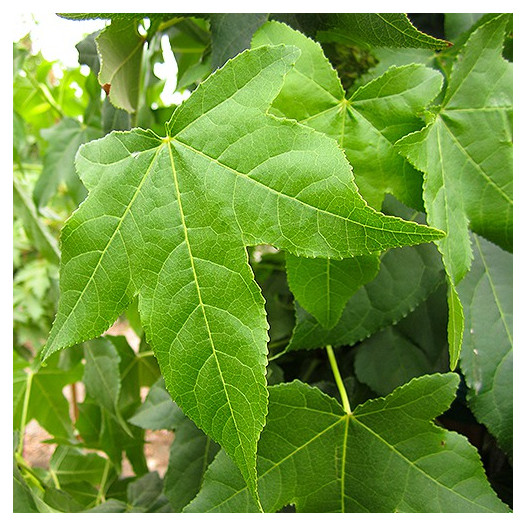 Sweet Gum  - Liquidambar styraciflua