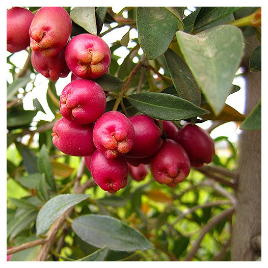 Australian Brush Cherry  - Eugenia paniculata (myrtifolia)