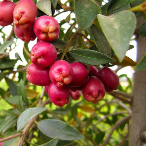 Australian Brush Cherry - Eugenia paniculata (myrtifolia)