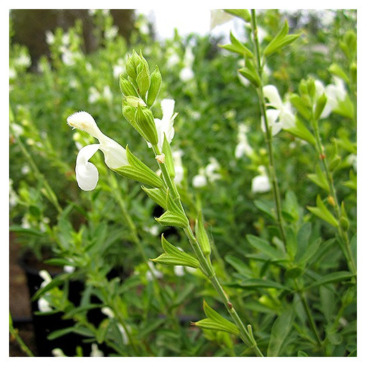 White Autumn Sage  - Salvia greggii ‘Alba’