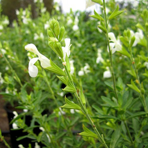White Autumn Sage - Salvia greggii ‘Alba’