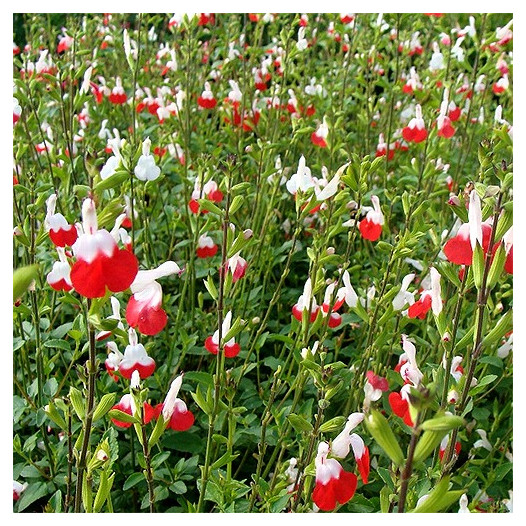 Hot Lips Sage  - Salvia microphylla 'Hot Lips'