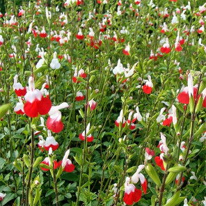 Hot Lips Sage - Salvia microphylla 'Hot Lips'