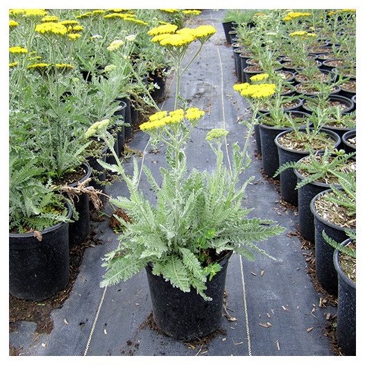 Fern Leaf Yarrow - Achillea filipendulina