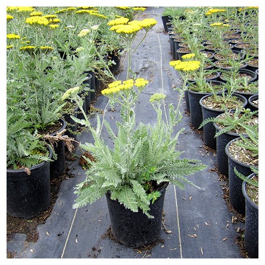 Fern Leaf Yarrow  - Achillea filipendulina