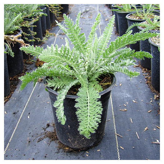 Fern Leaf Yarrow  - Achillea filipendulina