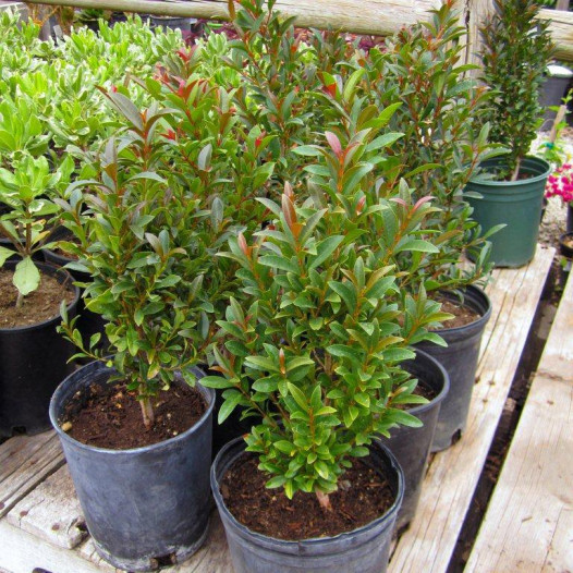 Australian Brush Cherry  - Eugenia paniculata (myrtifolia)