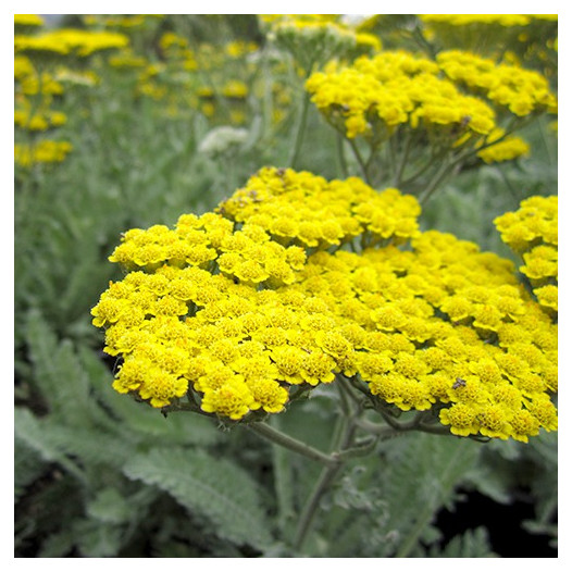 Fern Leaf Yarrow  - Achillea filipendulina