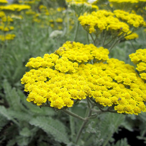 Fern Leaf Yarrow - Achillea filipendulina