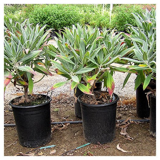 Pride of Madeira  - Echium Fastuosum