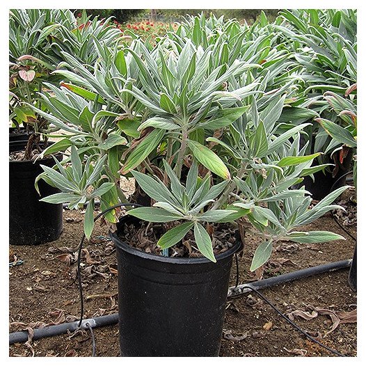Pride of Madeira - Echium Fastuosum