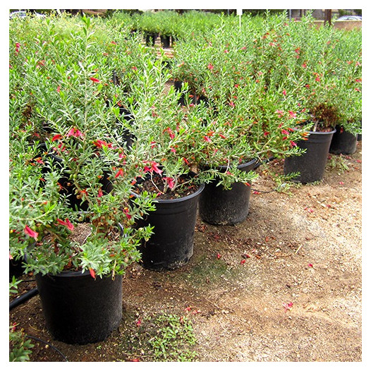 Spotted Emu Bush  - Eremophila maculata