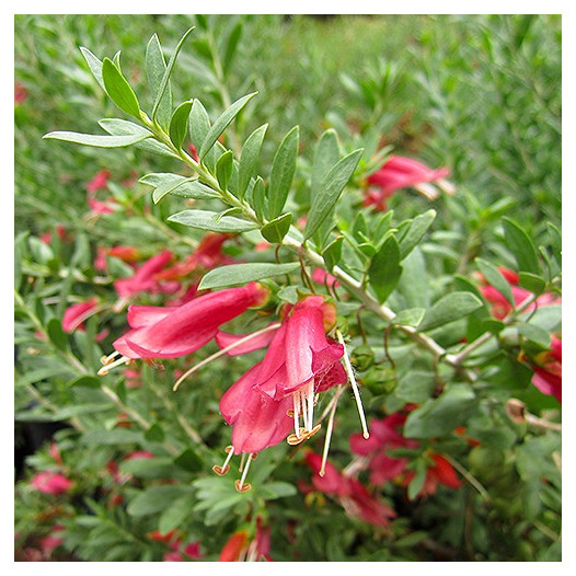 Spotted Emu Bush  - Eremophila maculata