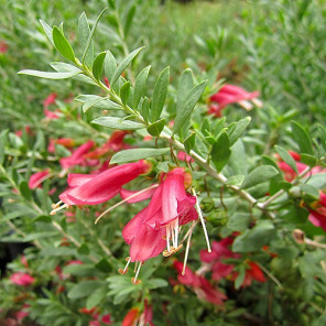 Spotted Emu Bush - Eremophila maculata