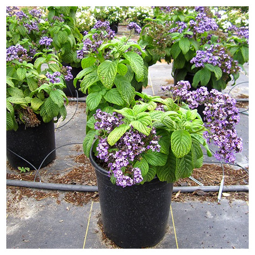 Chatsworth Heliotrope  - Heliotropium arborescens 'Chatsworth'