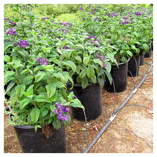 Chatsworth Heliotrope  - Heliotropium arborescens 'Chatsworth'