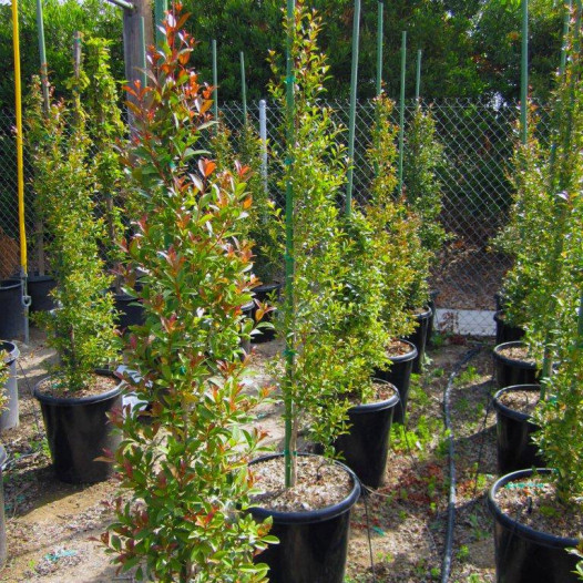 Australian Brush Cherry  - Eugenia paniculata (myrtifolia)