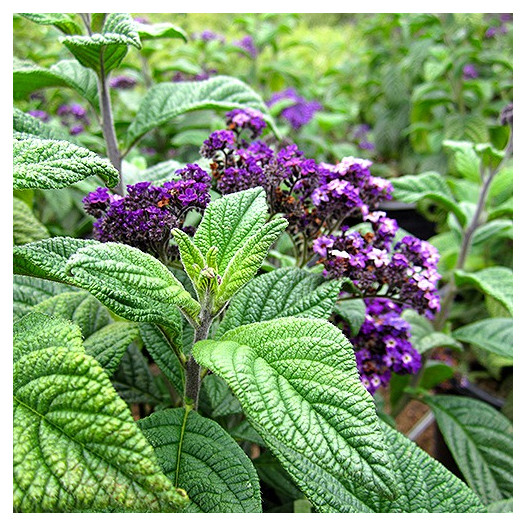 Chatsworth Heliotrope  - Heliotropium arborescens 'Chatsworth'