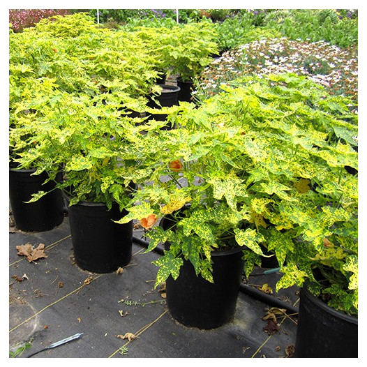 Thompson's Flowering Maple  - Abutilon pictum 'Thompsonii'