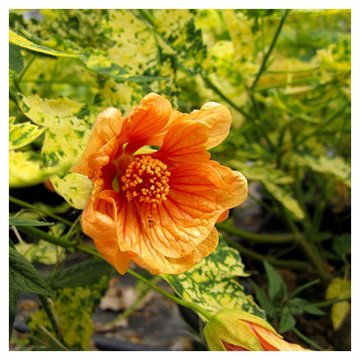 Thompson's Flowering Maple  - Abutilon pictum 'Thompsonii'