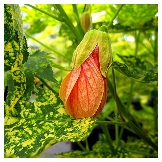 Thompson's Flowering Maple - Abutilon pictum 'Thompsonii'