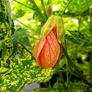 Thompson's Flowering Maple - Abutilon pictum 'Thompsonii'