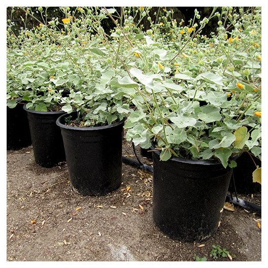 Indian Mallow  - Abutilon palmeri