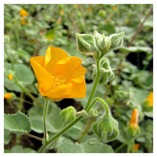 Indian Mallow  - Abutilon palmeri