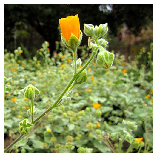 Indian Mallow  - Abutilon palmeri