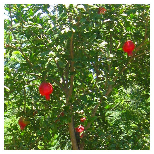 Fruiting Pomegranite  - Punica granatum 'Wonderful'