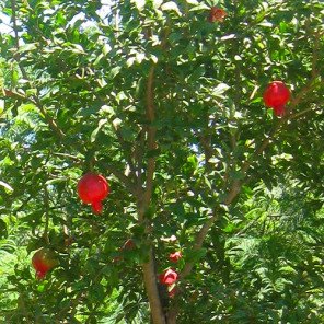 Fruiting Pomegranite - Punica granatum 'Wonderful'