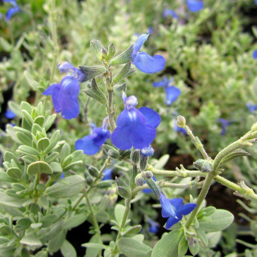 Germander Sage - Salvia chamaedryoides